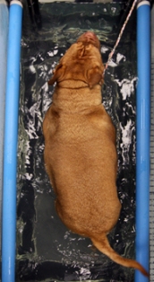 Cayenne in water aerial resized Cayenne in water aerial resized